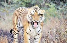 tiger