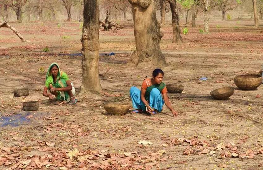 देश में जनजातियों के आर्थिक विकास पर केंद्रित राष्ट्रीय जनजाति वित्त विकास निगम की भी स्थापना की गई है जिसके तहत भारी धनराशि का प्रावधान किया जाता है, लेकिन इसकी हकीकत यह है कि इससे जनजातीय लोगों को वांछित लाभ नहीं मिल पाता। केंद्र सरकार और विभिन्न राज्य सरकारों की घोर उपेक्षा के शिकार आदिवासी और वनवासी मुख्य धारा से पूरी तरह कटे हुए हैं।