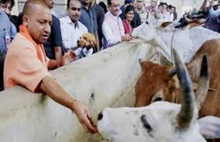 yogi and cow