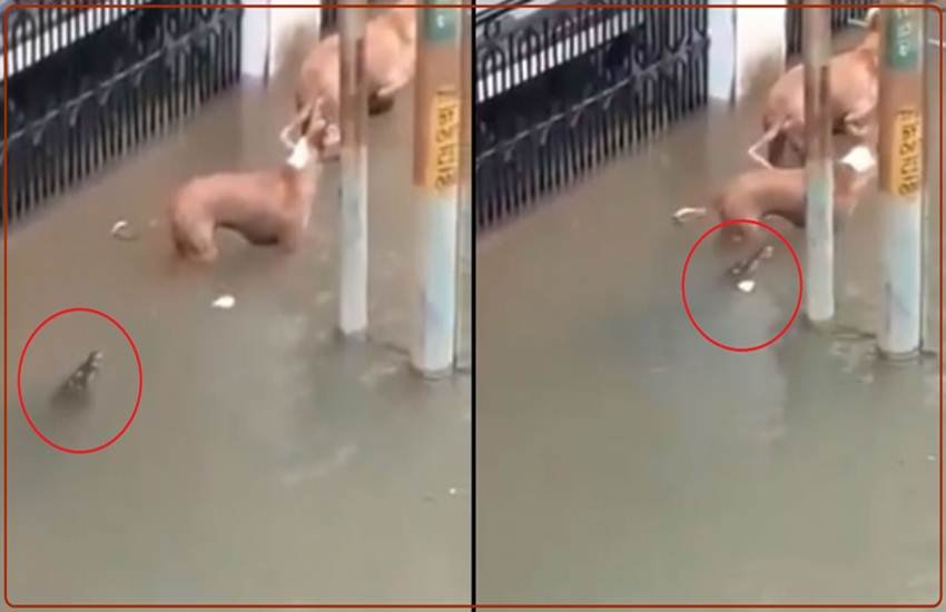 तस्वीर वायरल हो रहे वीडिया से ली गई है। तस्वीर वायरल हो रहे वीडिया से ली गई है।