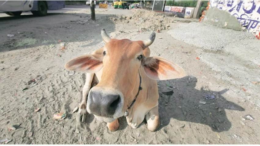 योरोपियन कंट्रीज में काऊ कडलिंग काफी लोकप्रिय स्ट्रेस रिड्यूसिंग ऑप्शन है। वहां पर बकायदा इसके प्रोफेशनल सेशन्स ऑर्गनाइज किए जाते हैं। वहां के लोगों का मानना है कि गाय के साथ समय बिताने, उन्हें पुचकारने और गले लगाने से तनाव काफी हद तक दूर हो जाता है। (Source: Express photo by Ravi Kanojia)