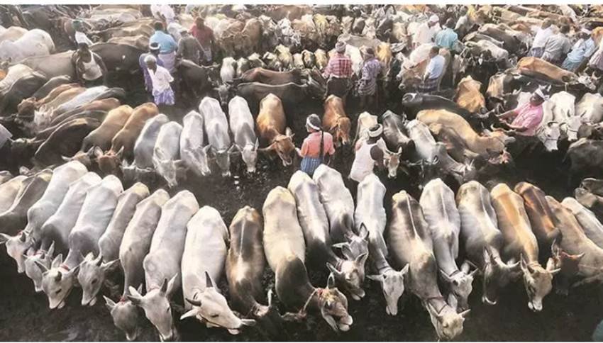 यूरोपियन कंट्रीज के बाद अब ये कॉन्सेप्ट यूएस में भी आ गया है। फिलहाल न्यूयॉर्क में काऊ कडलिंग सेशन में लोगों की भीड़ पहुंच रही है। (Photo Source: Nirmal Harindran)