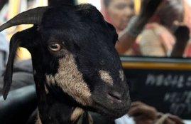 Bakra 2