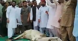 Rajasthan: अलवर में गो तस्करी के आरोप में मुस्लिम युवक की पिटाई, भीड़ ने गाड़ी से खींचकर मारा; हालत गंभीर