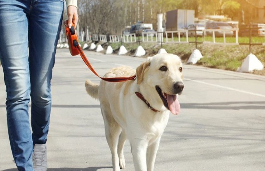 DOG 1