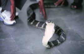 Cobra in online parcel