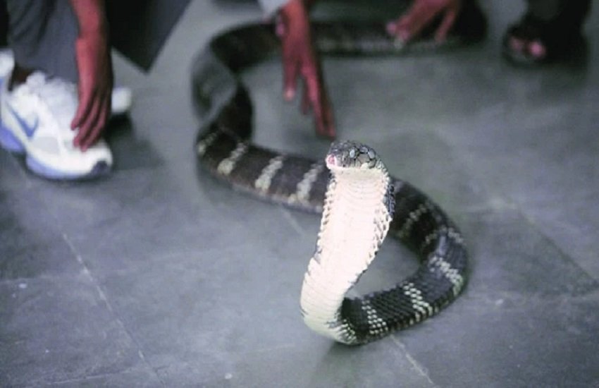 Cobra in online parcel