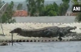 KARNATAKA, FLOOD. CROCODILE