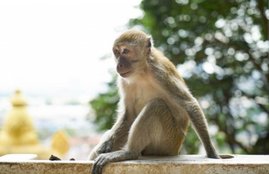 Uttar Pradesh, Governor, Anandiben Patel, Mathura, Monkey, Cap, Staff, Protocol, Monkey, Cap, Fruity, Puja Ceremony, Mathura, Banke Bihar Temple, Monkey Menace, Mathura, Major Deterrent, Devotees, Mathura-Vrindavan, Goverdhan Dham, Mathura, UP, Uttar Pradesh, State News, Trending News, India News, Hindi News