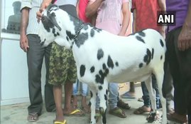 bakri