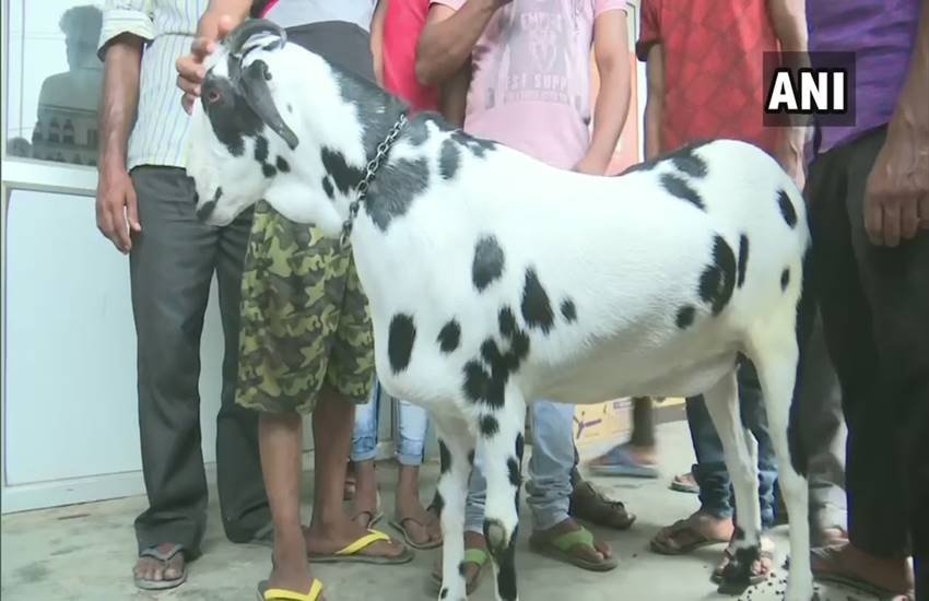 bakri