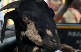 bakri