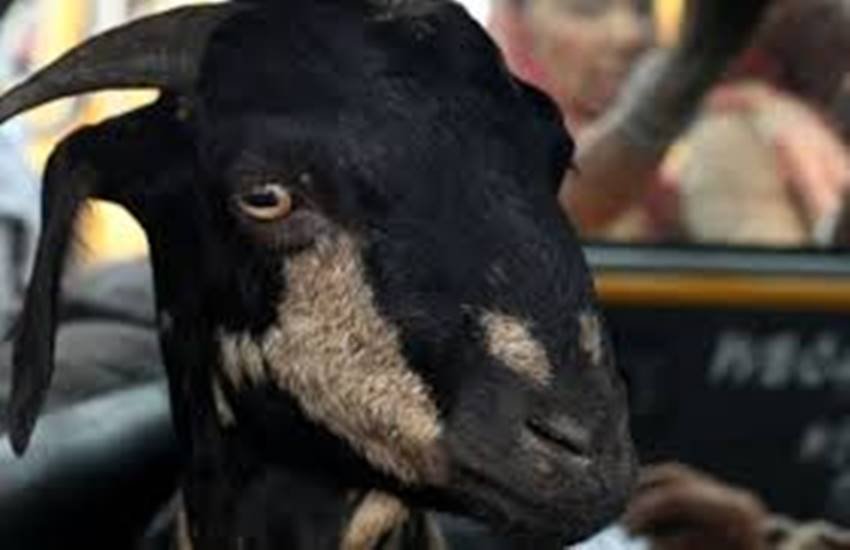 bakri