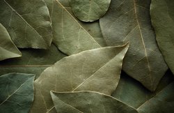 डायबिटीज की समस्या को कंट्रोल कर सकता है तेज पत्ता, जरूर करें डाइट में शामिल