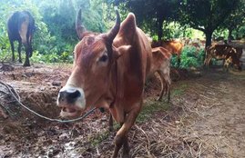 beef ban