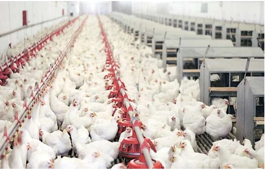 crime, crime news, chicken