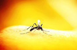 चिकनगुनिया वाले जगहों पर जानें से पहले रखें इन बातों का खास ध्यान