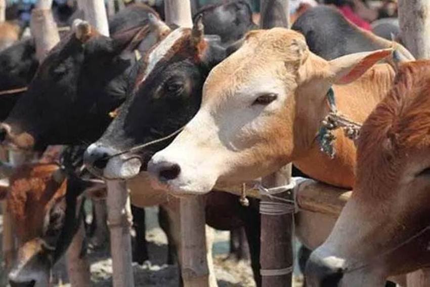 ऐसे सेशन में शांत माहौल में गायों के साथ टाइम स्पेंड करना होता है। गायों के दिल की धड़कनों को भी सुनना होता है। एक्सपर्ट्स का मानना है कि गायों के दिल की धड़कन सुनने से भी तनाव काफी कम हो जाता है। (फोटो सोर्स- पीटीआई)