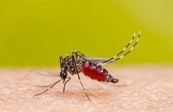 Dengue Treatment: इन सामान्य टेस्ट से जानिए आपको डेंगू है या साधारण बुखार