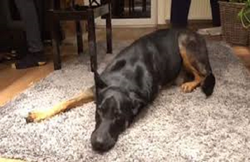 महाराष्ट्र: खाना खिलाकर डॉगी को फुसलाया, फिर बनाया हवस का शिकार, ओरल सेक्स की भी कोशिश