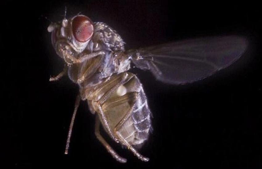 fly fly