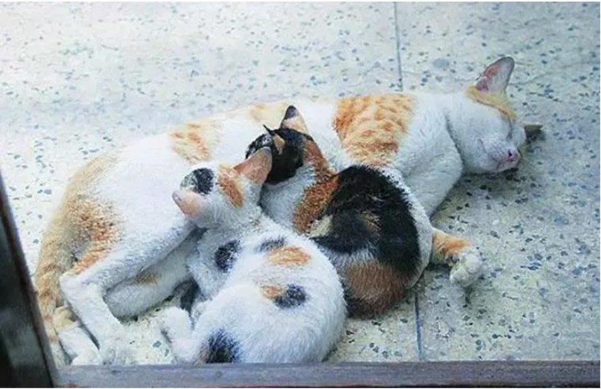 crime, crime news, cat