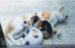 बिल्ली के बच्चों को मार पकाकर खा गया, FIR दर्ज