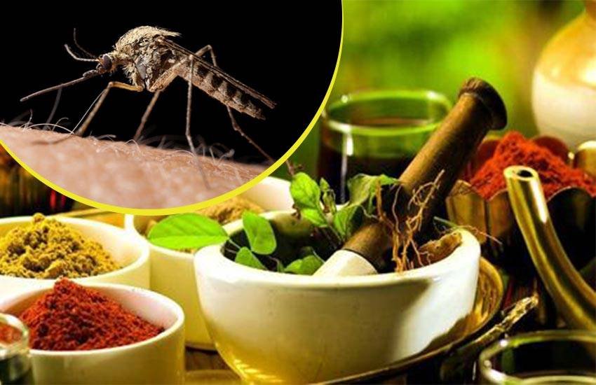 बारिश के मौसम में मच्छरों को दूर करने के लिए ये आयुर्वेदिक उपाय हो सकता है कारगर साबित 
