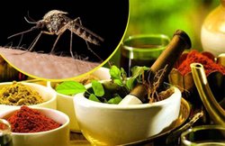 बारिश के मौसम में मच्छरों को दूर करने के लिए ये आयुर्वेदिक उपाय हो सकता है कारगर साबित