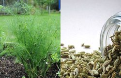 खाना पचाने से लेकर कोलेस्टेरोल और कैंसर को कंट्रोल रखता है सौंफ, जानिए इसके फायदा