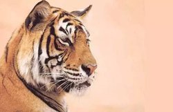 मध्य प्रदेश में 7 दिनों के अंदर तीन बाघों की मौत, 9 साल बाद हासिल किया था ‘टाइगर स्टेट’ का दर्जा