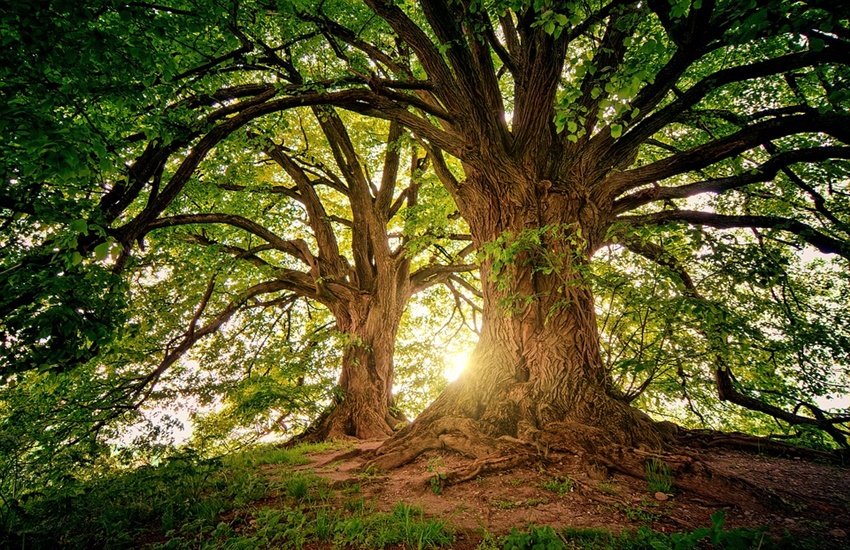 vastu shastra, vastu shastra for tree, vastu shastra for plant, important vastu tips,