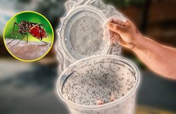 World Mosquito day: डेंगू, चिकनगुनिया से बचना है तो इन मच्छरों से कटवा लीजिए