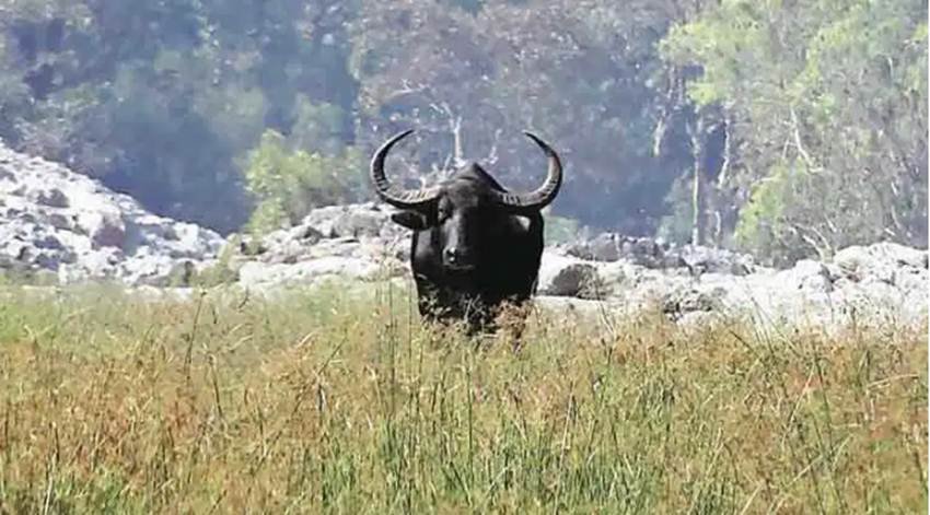 जंगली भैंस: जंगली भैंसों के बारे में कहा जाता है कि मादा भैंसें साल में सिर्फ एक बार ही नर भैंस के साथ संबंध बनाती है। इस कारण नर भैंस आपस में ही संबंध बनाते हैं। (Photo: Indian Express)