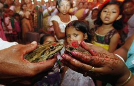 Frog wedding divorce for rain MP