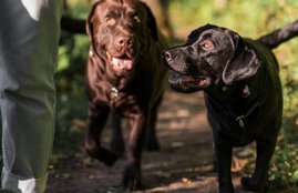 Dogs, Girl, Children, Piece, Meat, Attack, Dogs, Garden, Liverpool, Britain, Crime News, International News, Latest News, Hindi News