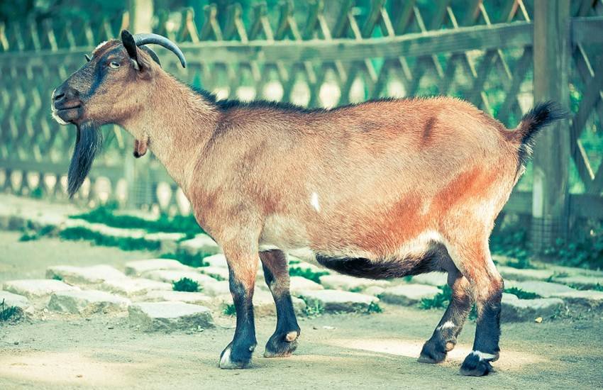 Goat, Night, Police Custody, Rummage, Bungalow Premise, Additional District and Sessions Judge, Morena, Madhya Pradesh, India News, National News, Hindi News, Jansatta News