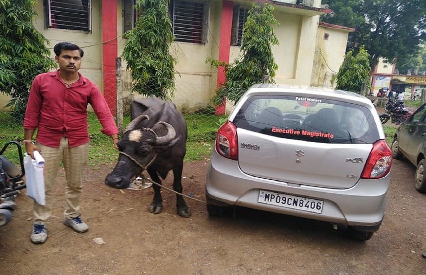 कर्ज में फंसे किसान ने रिश्वत में दे दी अपनी भैंस। (pc- VijeshLunawat/Twitter)
