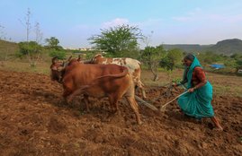 Zero Budget Farming, ZBNF, Modi Government, NAAS, farmers, farmers loan, wwhat is ZBNF, budget, nirmala sitharaman, pm modi