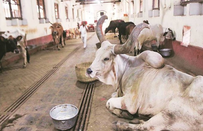 हिंदू व मुस्लिम मिलकर बनवाएंगे गायों का अस्पताल, ट्रस्टी रुआब पठान बोले- मोहम्मद साहब ने दिया था गोमांस न खाने का संदेश