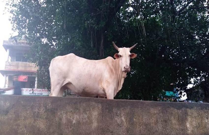 गोरक्षा दल का दावा त्रिपुरा में 80 प्रतिशत बढ़ी गोतस्करी। 