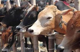 cattel in india, cows decreasing in india, Rashtriya Gokul Mission (RGM), desi cattle, BJP cow, modi, pm modi, farmers, Census , Census india, Desi cattle, brazil