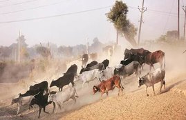 cows