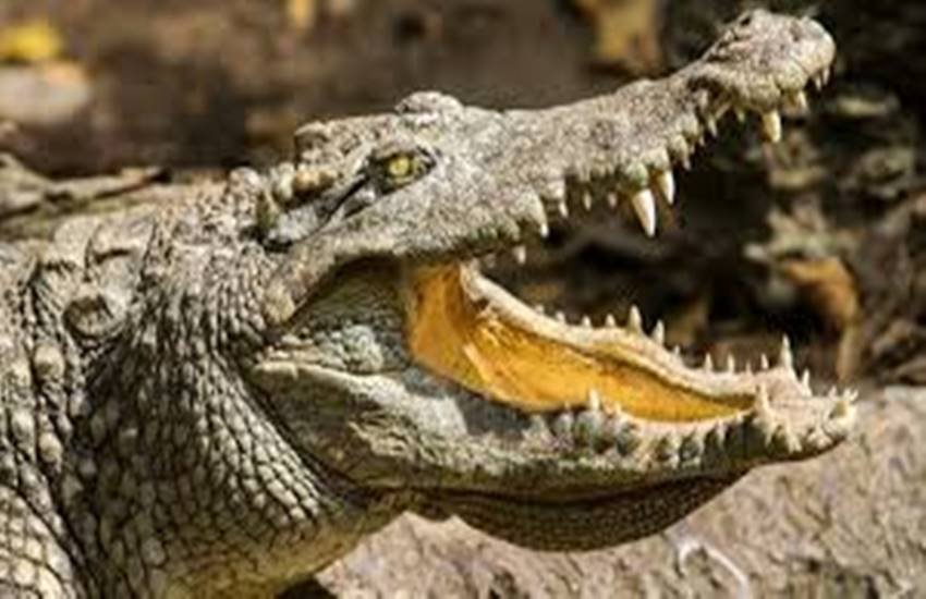 प्रतीकात्मक तस्वीर (फोटो सोर्स- इंडियन एक्सप्रेस )