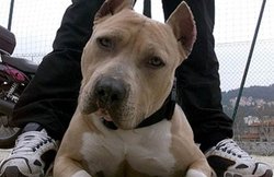 रेप के आरोपी को नंगा कर कुत्ते से कटवाया, प्राइवेट पार्ट चबा गया डॉगी