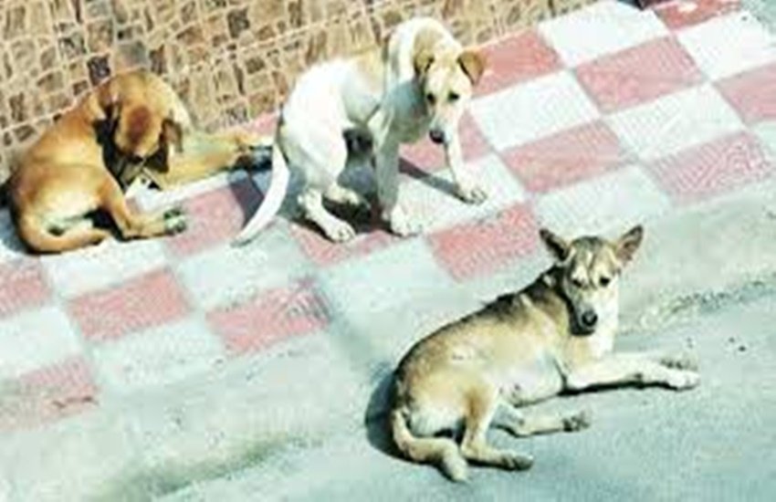 प्रतीकात्मक तस्वीर (फोटो सोर्स -इंडियन एक्सप्रेस)