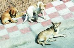 घर के बाहर भौंक रहे डॉगी से परेशान डॉक्टर ने Air Gun से की फायरिंग, रीढ़ की हड्डी में जा घुसा छर्रा