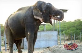 elephant