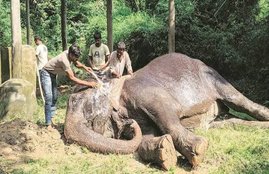 elephant