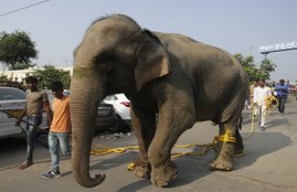 delhi